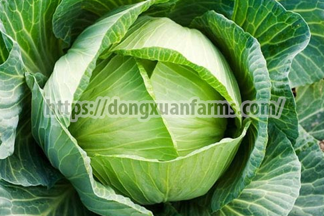 FRESH CABBAGE