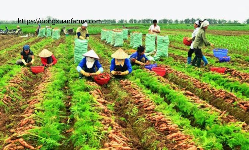 Hundreds of hectares of safe carrot in Hai Duong province