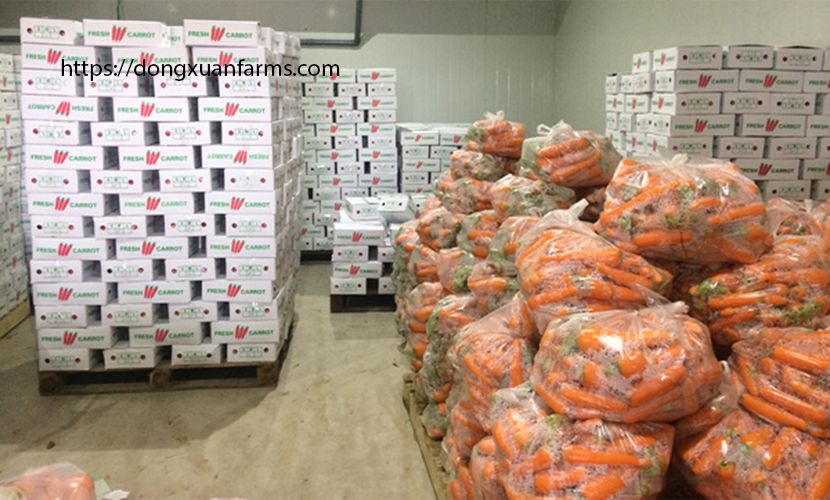 Safe carrot: Warehouse in Hai Duong province