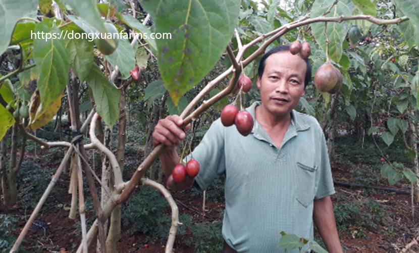 Tamarillo tomato