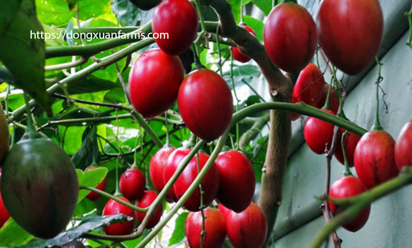 Tamarillo tomato is going through a slump